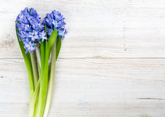 blue hyacinth on wooden table and copy-space for your text