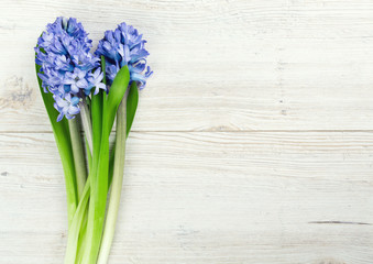 blue hyacinth on wooden table and copy-space for your text