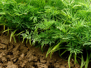 dill plants