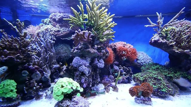 Meerwasser Aquarium