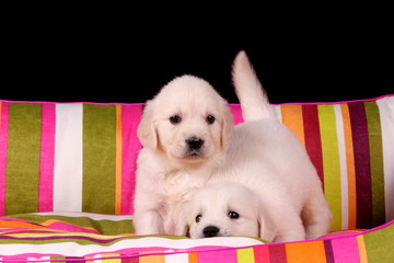 Zwei Golden Retriever Welpen
