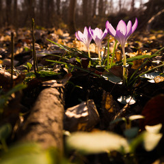Frühlingsboten im Leipziger Auwald