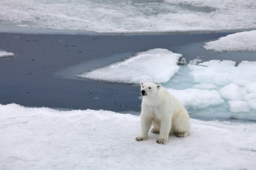 Obraz na płótnie Canvas Nied¼wied¼ polarny w naturalnym środowisku