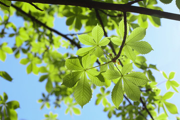 green leaves of horse-chestnut