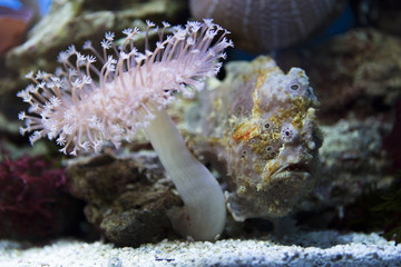exotic angler fish swims among the corals and anemones