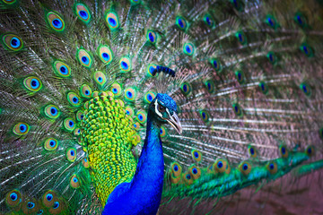 Obraz premium Close-up portrait of peacock in the pairing season