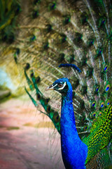 Obraz premium Close-up portrait of peacock in the pairing season