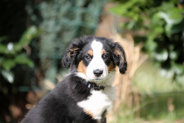 Portrait Mini Aussie im Grünen