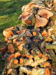 Frisch gesägter Baumstamm