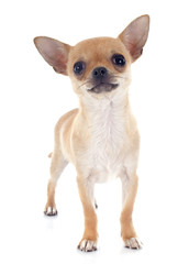 Obraz premium puppy chihuahua