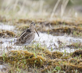 Wading godwit bird, Chile.