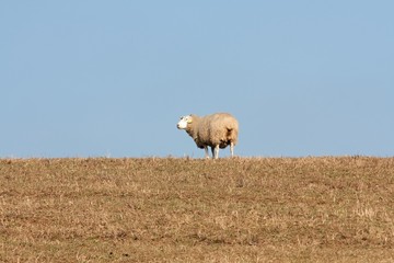 Fototapeta premium sheep