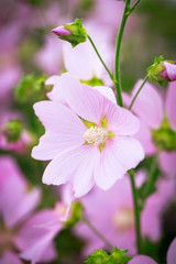 Obraz premium pink mallow flower