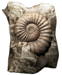 Ammonite © number