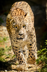 Leopard - Panthera pardus
