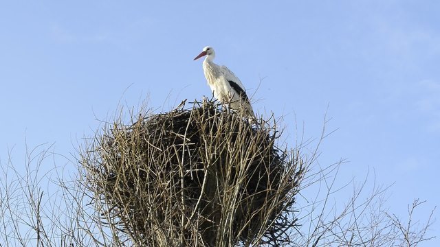Stork
