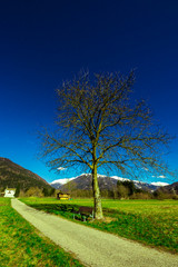 Obraz premium tree with a bench between the mountains