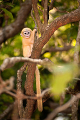 Baby monkey on a tree elf ( Presbytis obscura reid ).