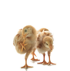 little yellow kid chick standing on white background with variet