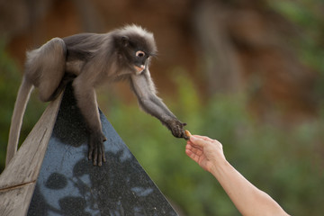 Feeding the monkey ( Presbytis obscura reid ).