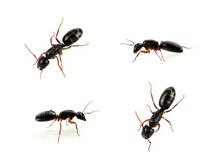 Ant