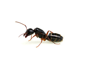 Ant