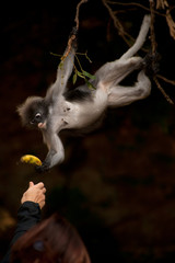 Feeding the monkey ( Presbytis obscura reid ).
