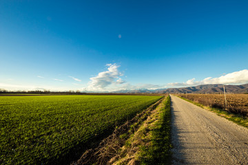 country road through the green fields in a spring day