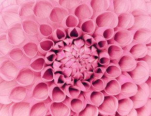 closeup flower