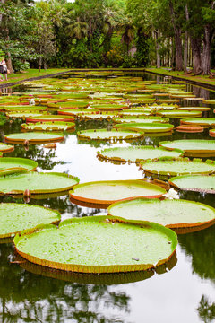 bassin aux n&eacute;nuphars g&eacute;ants, Victoria Amazonica, Maurice