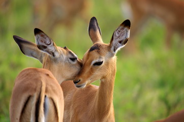african mammals