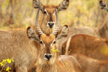 african mammals