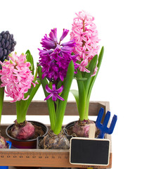 hyacinth flowers close up