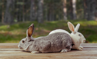Two rabbits sit on a wooden table