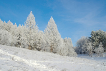 Beautiful landscape in winter forest