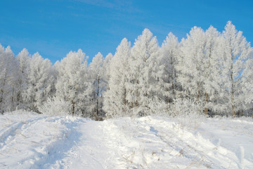 Beautiful winter landscape