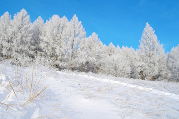 Beautiful winter landscape