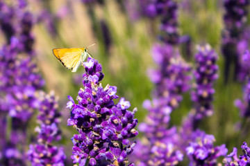 Butterly on lavander flower
