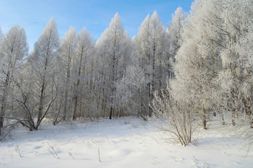 Beautiful winter landscape in forest