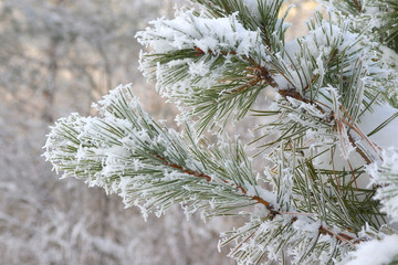 Twig of pine hoarfrost covered