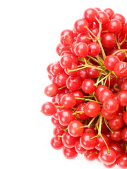 cranberries on white background