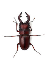 ノコギリクワガタ-Prosopocoilus inclinatus