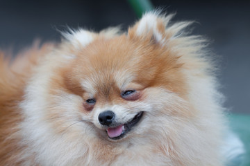 pomeranian dog,closeup portrait pomeranian dog