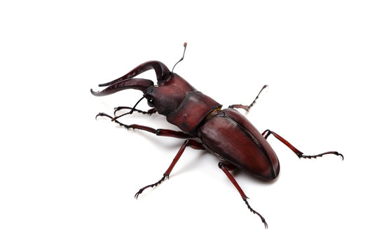 ノコギリクワガタ-Prosopocoilus inclinatus