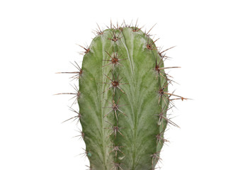 Thorny cactus plant isolated