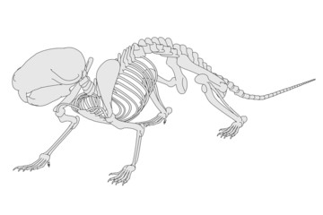 cartoon image of mouse skeleton