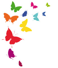 Fototapeta premium butterfly629