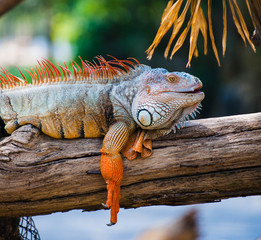 Naklejka premium Orange Iguana with close up in the zoo (Iguana iguana)