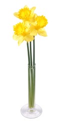 Daffodils in a glass vase on a white background