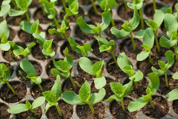 Seedlings on the vegetable tray